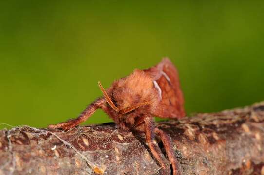 Image of <i>Triodia sylvina</i>