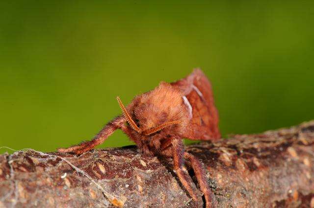 Image of <i>Triodia sylvina</i>