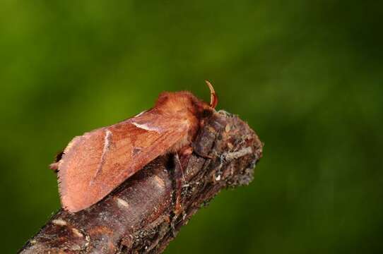 Image of <i>Triodia sylvina</i>