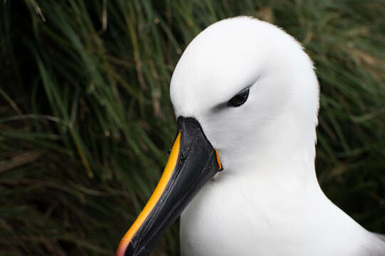 Image de Albatros de Carter