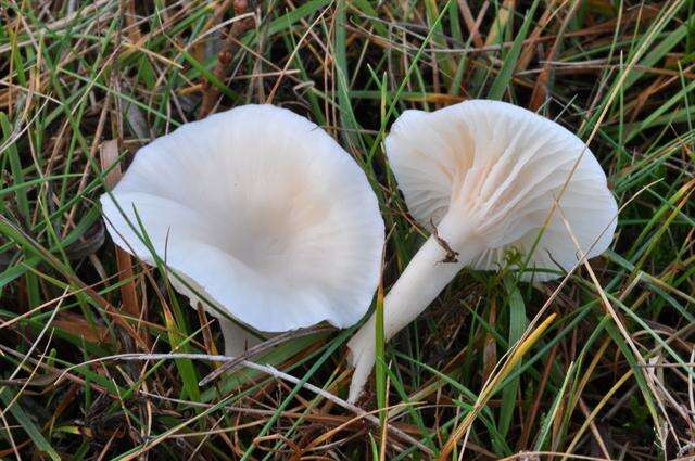 Image of Cuphophyllus virgineus (Wulfen) Kovalenko 1989