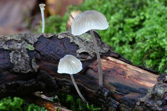 Porotheleaceae resmi