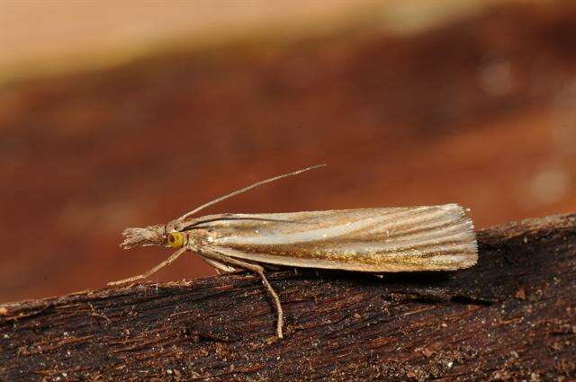 Image of <i>Agriphila tristella</i>