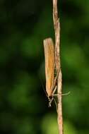 Image of <i>Agriphila tristella</i>