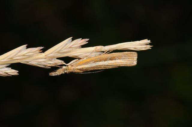 Image of <i>Agriphila tristella</i>