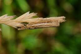 Image of <i>Agriphila tristella</i>