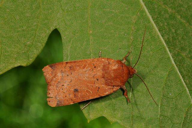 Image of Yellow Underwings