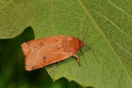 Image of Yellow Underwings