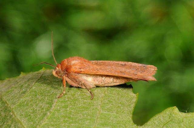 Image of Yellow Underwings