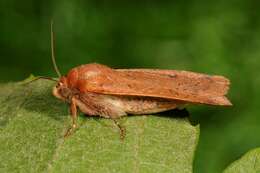 Image of Yellow Underwings