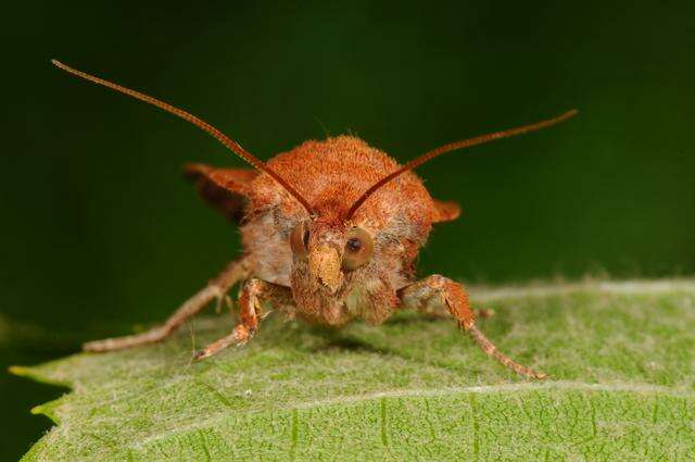 Image of Yellow Underwings