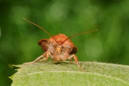 Image of Yellow Underwings