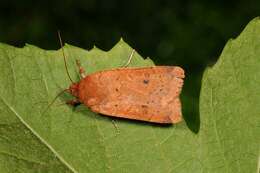 Image of Yellow Underwings