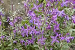 Image of dwarf fireweed