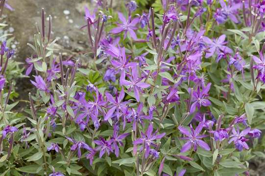 Image of dwarf fireweed