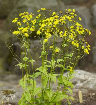 Image of hawksbeard