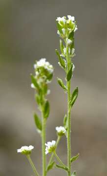 Image of draba