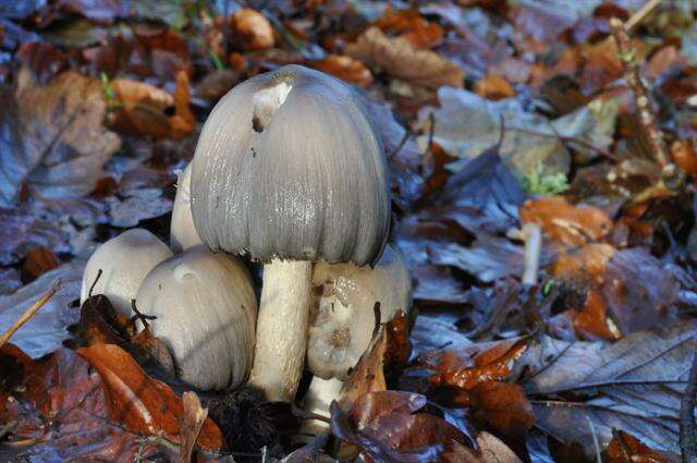 Image of Coprinopsis