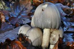 Image of Coprinopsis