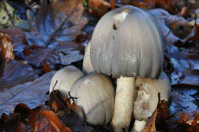 Image of Coprinopsis