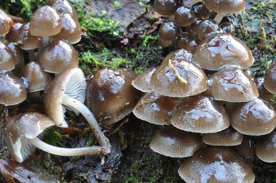 Mycena tintinnabulum (Paulet) Quél. 1872 resmi