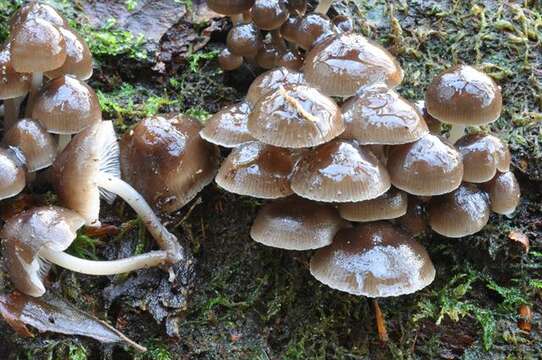 Image of Winter bonnet