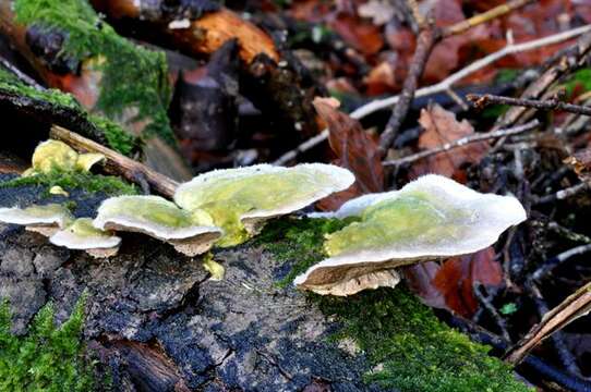 Image of Trametes