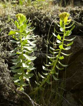 Image of stonecrop