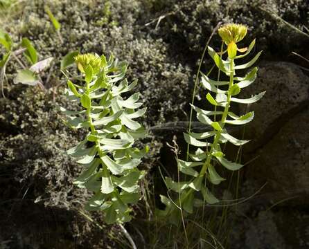 Image of stonecrop