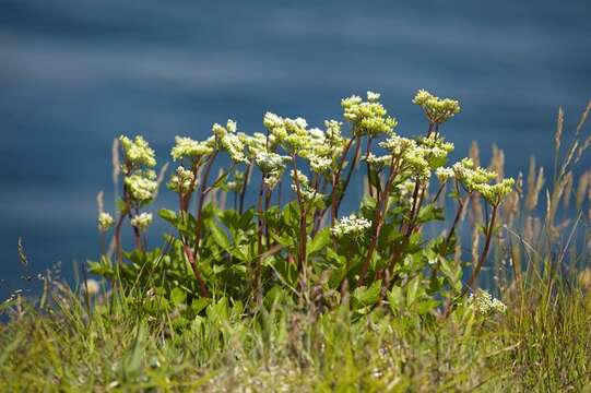 Ligusticum resmi