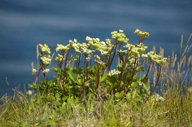 Image de Ligusticum