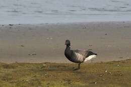 Image of Dark-bellied Brent Goose