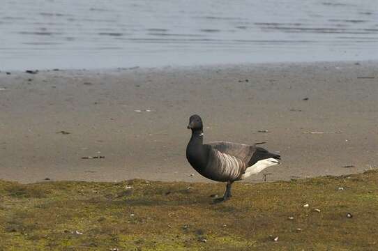 Image of Branta bernicla bernicla (Linnaeus 1758)