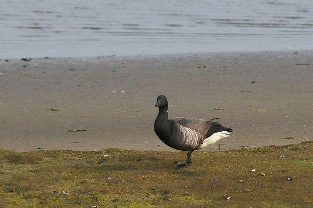 صورة Branta bernicla bernicla (Linnaeus 1758)