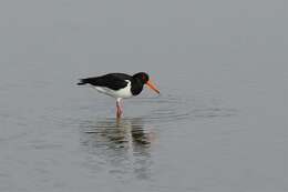 Image of oystercatchers