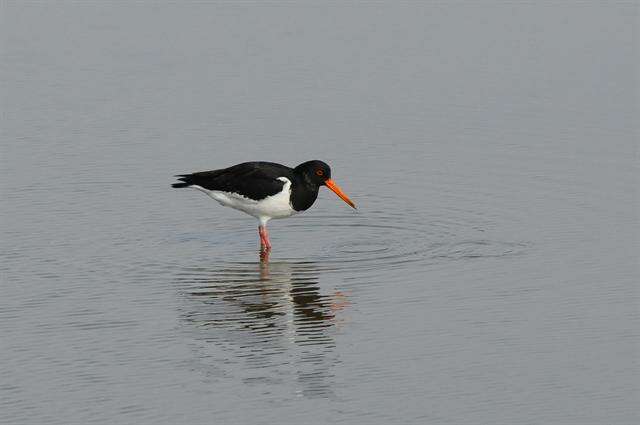 Image of oystercatchers