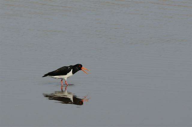 Image of oystercatchers