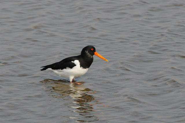 Image of oystercatchers