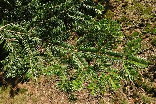 Image of Fir