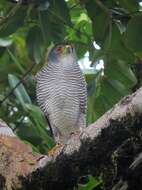 Слика од Accipiter superciliosus (Linnaeus 1766)