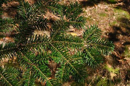 Image of Veitch Fir