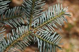 Image of Veitch Fir