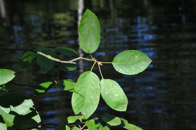 Image of <i>Amelanchier lamarckii</i>