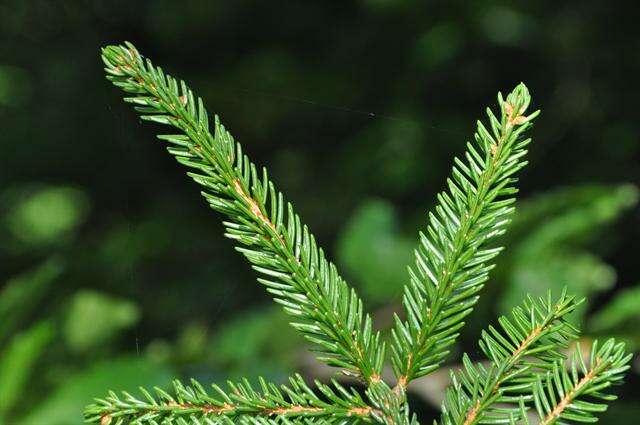 Image of spruce