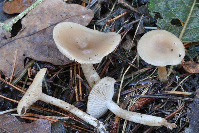 Image of Clitocybe