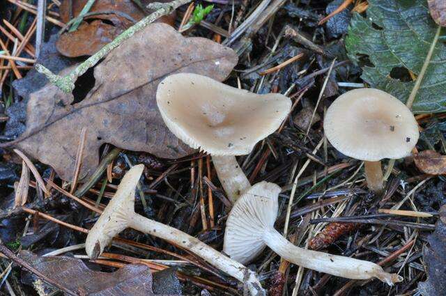 Image of Clitocybe