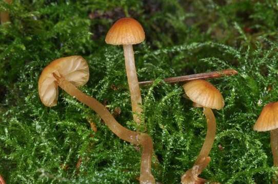 Image of Galerina subclavata Kühner 1973