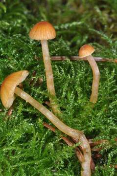 Image of Galerina subclavata Kühner 1973