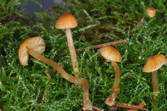 Image of Galerina subclavata Kühner 1973