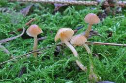 Image of Galerina subclavata Kühner 1973